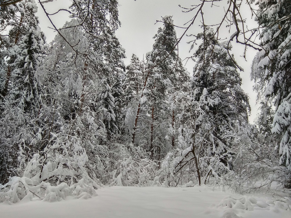 Подмосковная зима. Нахабино лес с высоты фото.