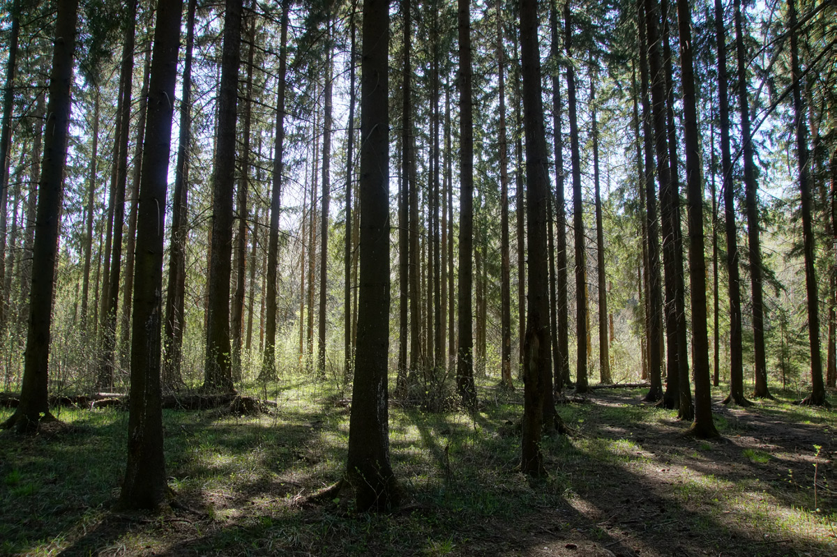 Лес мхт. Лес в Нахабино. Леса в Нахабино. Нахабино Сосновый лес. Ельники леса Московская область.