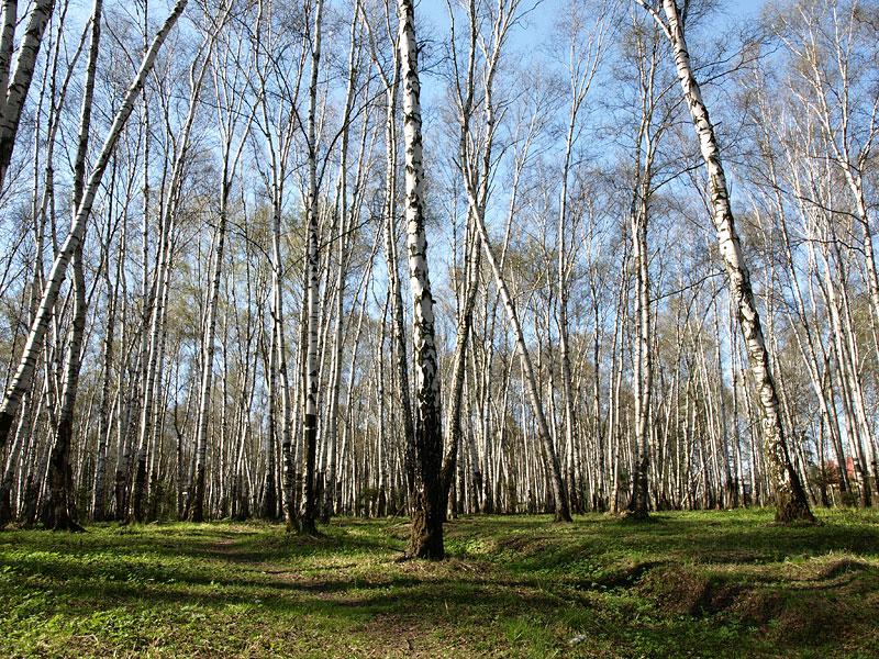 Хороша березка весной. Лес весной. Березовый лес.